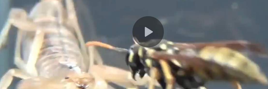 Trận chiến sinh tồn khốc liệt giữa bọ cạp và ong bắp cày, bất ngờ xảy ra vào phút chót