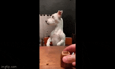 Video: Bị chủ chơi khăm, chó cưng 