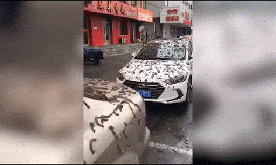 Video: Hoảng hồn trước cảnh ô tô đậu trên phố bị sâu phủ kín