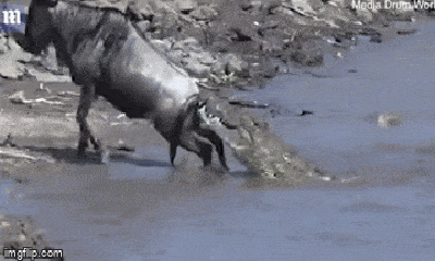 Video: Linh dương đầu bò bị cá sấu nặng 272kg tấn công và màn thoát chết cực khó tin