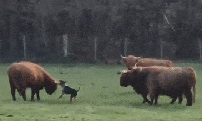 Video: Cả gan tấn công đàn bò, chó dữ nhận bài học nhớ đời