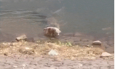 Video: Kinh hãi cảnh cá sấu khổng lồ lôi chó nhà xuống nước ăn thịt