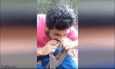 Video: Rợn người khoảnh khắc người liều mạng ngậm đầu 4 con rắn độc vào miệng