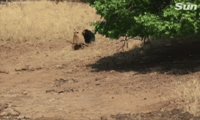 Video: Bị tấn công bất ngờ, gấu lợn phản đòn khiến hổ Bengal phải chạy vội