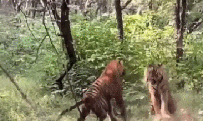 Video: Hai con hổ đực lao vào kịch chiến dữ dội để giành hổ cái