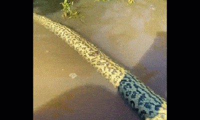 Video: Trăn anaconda chọn nhầm con mồi, phải trả giá bằng cả mạng sống