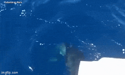 Video: Cận cảnh cá voi sát thủ tấn công thuyền ngoài khơi