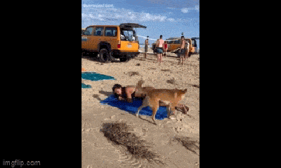 Clip: Nữ du khách bị chó hoang tấn công khi đang nằm tắm nắng
