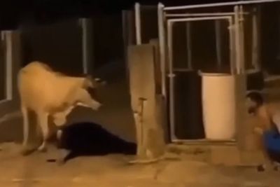 Video: Con bò giật mình ngã lăn quay ra đất vì bị nam thanh niên dọa