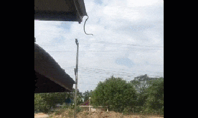 Video: Kinh hãi chứng kiến rắn phi thân nhảy từ nóc nhà xuống đất
