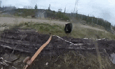 Clip: Gấu đen lao vào tấn công thợ săn ở Canada