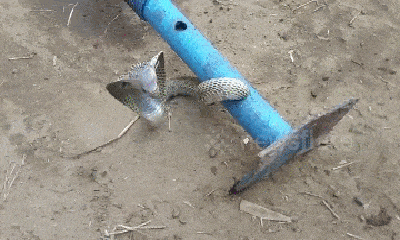 Video: Cố chui vào ống sắt dài 1,8m, rắn hổ mang chúa nhận cái 