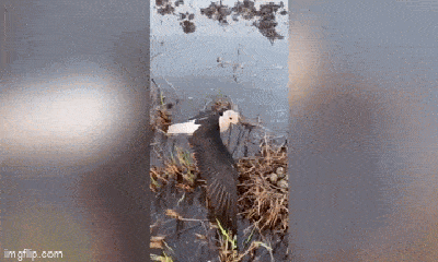 Video: Chim mẹ liều mình chặn bánh máy cày, bảo vệ tổ trứng non