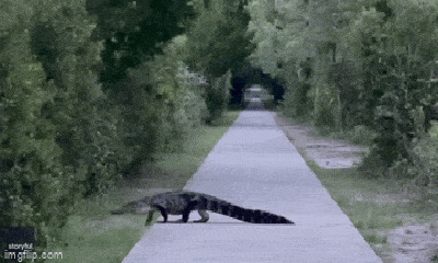 Video: Đáng sợ cá sấu khổng lồ thản nhiên đi giữa đường phố