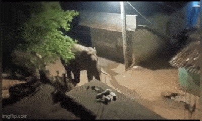 Video: Khu dân cư hỗn loạn vì voi rừng bất ngờ “ghé thăm