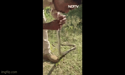 Video: Độc lạ người hô hấp hồi sinh con rắn bị bất tỉnh