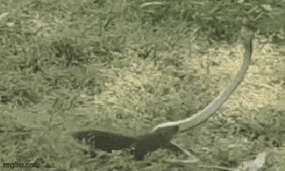 Cuộc chiến sinh tồn: Màn đối đầu đầy kịch tính giữa cầy mangut và rắn 