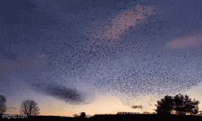 Video: Mãn nhãn màn trình diễn tuyệt đẹp của hàng nghìn con sáo đá trên bầu trời