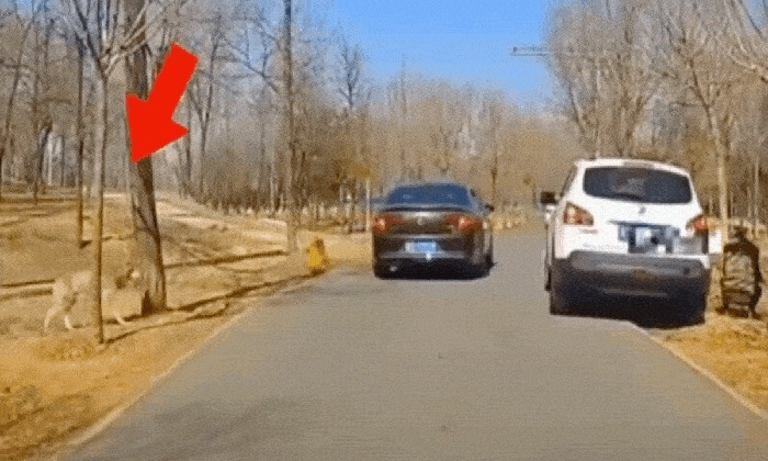 Video: Cho con xuống xe đi vệ sinh, người phụ nữ gặp ngay chó sói và cái kết